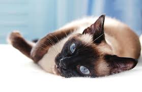 People often ask how much do they cost? 7 Most Intelligent Cat Breeds Choosing The Right Cat For You Cats Guide Omlet Uk