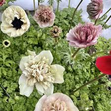 アネモネ アンアリス | そらにわ 米子／松江｜エクステリア外構・花屋・カフェ