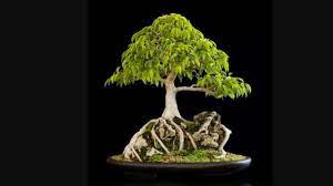 We did not find results for: How To Re Pot Root Over Rock Ficus Bonsai Pakistan Bonsai Society Youtube