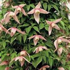 Alpen Waldrebe Robuste Wildart Waldreben Clematis Pflanzen
