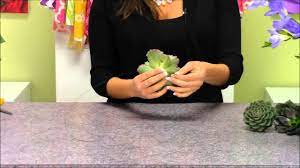 Maybe you would like to learn more about one of these? How To Wire A Succulent Youtube