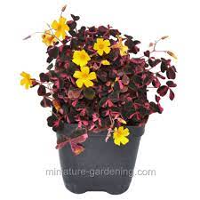 Oxalis, wood sorrel 'plum crazy'. Miniature Gardening Oxalis Plum Crazy 8 99