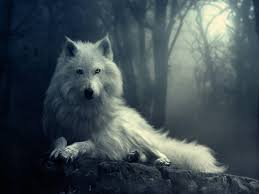 Double tap on your device opens the customizations. White Wolf Wallpapers Wallpaper Cave