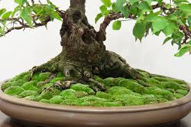 This akadama bonsai soil mix provides excellent drainage and aeration. Few Things Accompany A Bonsai Better Than Moss Bonsai Outlet