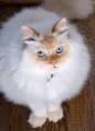 What is a Flame Point Himalayan cat? – PoC