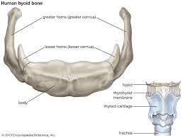 hyoid bone description anatomy function britannica