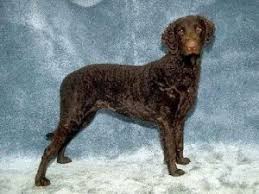 Image result for curly coated retrívr