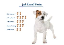 Jack russel jack russell dog terrier cute animal pet snout dear sweet. Jack Russell Terrier Everything You Need To Know At A Glance