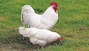 They are expensive and popular. Best Chicken Breed 20 To Consider In 2021 Hobby Farms
