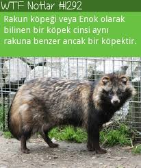 Serap Aydemir Adli Kullanicinin Notlar Panosundaki Pin Hayvanlar Hayvan Bilimi Hayvan Mizahi