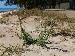 Image result for Cleome stricta