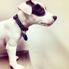 Parson russell terriers are confident and athletic spitfires, originally bred for fox hunting in england. Parson Russell Terrier Breed Information Characteristics Heath Problems Dogzone Com