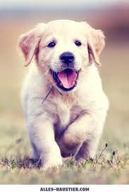 Maybe you would like to learn more about one of these? Diese 21 Total Susse Hunde Sind Einfach Zum Verlieben Alles Haustier Susse Hunde Welpen Hundewelpen Bilder Susse Hunde