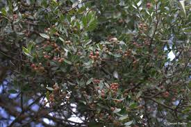 Image result for Olinia rochetiana