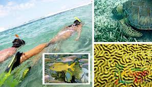 Best Snorkeling Beaches In Puerto Rico Travel Guide Includes Photos Map Full Info For Snorkeling Beach Best Snorkeling Puerto Rico Trip Puerto Rico Vacation