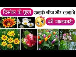 Pin On Gardening
