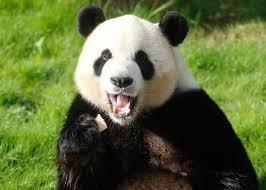 Sponsor An Animal Pairi Daiza