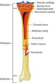 Maybe you would like to learn more about one of these? Basic Sciences Of Bone And Joint Diseases Springerlink