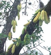 Pin En Frutas