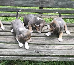 Purchasing a puppy provides you with protections such as a puppy history, health warrantees, registration this breed excels as a companion dog due to his adaptability and sweet disposition. Blue Beagle Puppies In Dalton Georgia Hoobly Classifieds Beagle Puppy Blue Beagle Puppies Blue Beagle