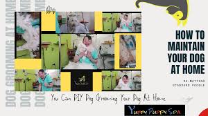 4421 highway 7, markham (on), l3r1m1, canada. Dog Grooming Markham Yuppy Puppy Spa Puppy Groom Dog Grooming Markham Yuppy Puppy Spa Puppy Groom