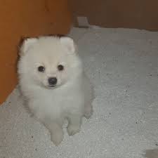 Pomeranian Yavru Ankara Erkek Ve Disi 1177 Ankara Dis