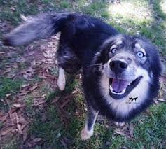 Agouti husky puppies for sale colorado. Azula Agouti Husky Pup For Sale Husky Palace