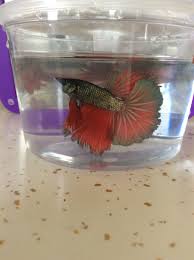 Tourmaline The Rosetail Rose Petal Betta Splendens Erin Esser Betta Fish Beta Fish Betta