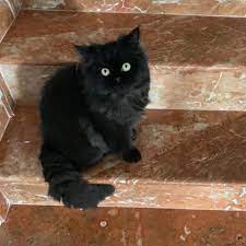 ankara da 6 aylik iran kedisi tum asilari tam benim alerji durumundan dolayi sahiplendirmek istiyorum ilgilenirseniz iltibat numarasi 0554 animals cats