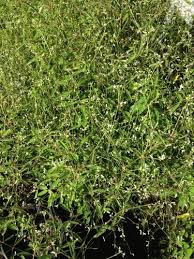 Image result for Euphorbia graminea