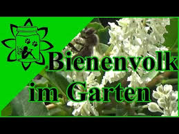 Myhomebook sagt ihnen, was sie brauchen, um. Bienenvolk Im Garten Bienen Wildbienen Honigbienen Youtube