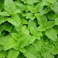 Lemon Balm Leaf Extract