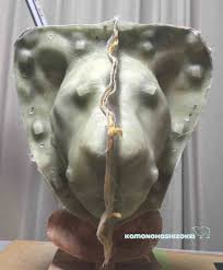 Type = tcp 协议类型 : ãƒ©ã‚¤ã‚ªãƒ³ã®ã‹ã¶ã‚Šã‚‚ã®è£½ä½œéŽç¨‹ï¼' åž‹å–ã‚Šç·¨ ã‹ã‚‚ã®ã¯ã—ã®é€ å½¢ãŠã‚‚ã¡ã‚ƒ