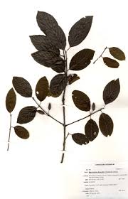 Image result for Berchemia discolor
