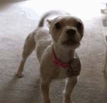 Dog barking gifs get the best gif on giphy. Barking Dog Gifs Tenor