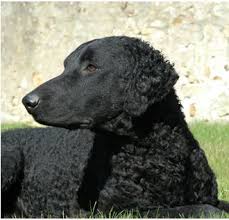 A good coat is a dream to put. Retriever Rescue Of Colorado Adopt A Dog Retriever Breed Type Retriever Rescue Of Colorado