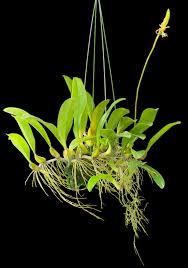 Image result for Bulbophyllum schinzianum
