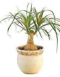 Learn all about its watering, light, humidity requirements, and additional care requirements. Ponytail Palms How To Grow Take Care Of Beaucarnea Recurvata