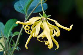 Flora dan fauna asean tika putri s blog 01 01 2019 flora dan fauna vietnam adalah rumah bagi berbagai jenis hewan dan tumbuhan iklim subtropis negarasangat ideal. Gambar Flora Dan Fauna Indonesia Alamendah S Blog