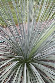 Image result for Monsonia glauca