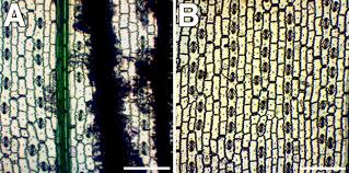 Check spelling or type a new query. Staining Maize Epidermal Leaf Peels With Toluidine Blue O