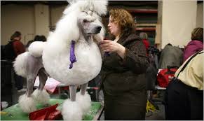 We did not find results for: Place Your Bets This May Be A Poodle S Year The New York Times
