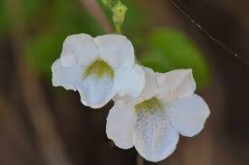 Image result for Asystasia guttata