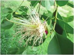 Image result for Sonneratiaceae