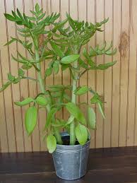 Image result for Kalanchoe velutina