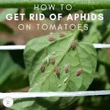 Image result for what are the little black bugs on my tomato plants