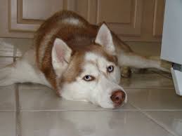 Your are about to improve (and potentially save!) the life of one lucky pup, as well as to immeasurable improve your own happiness! Save A Husky And Save Yourself Siberian Husky Rescue Of Florida Will Help You Find A Forever Friend Veggin Out And About