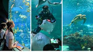 Revisiting Ripley'S Aquarium Of Canada - Geekdad