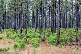 South carolina loblolly pine tree forest produces high timber growth and yields a 55% increase in timber volume for high earnings & lumber prices. Carolina Sandhills Nwr Sc Picture Project