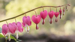 The tall plant, such as a fern, should Pink Bleeding Hearts Vine Photograph By Terry Deluco